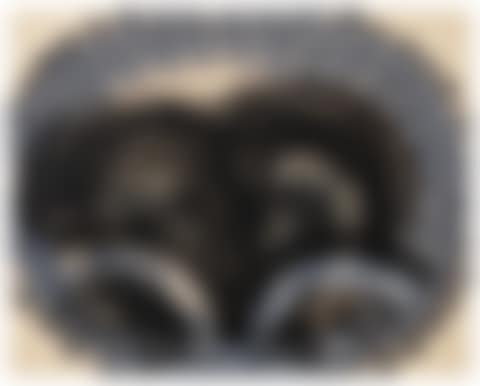 Black Palm (preview)