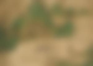Gathering Painting (preview)