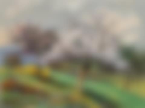 Pommiers et genêts en fleurs (preview)