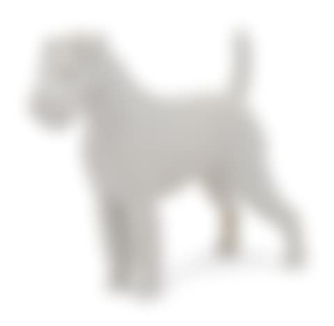 A Meissen Blanc-de-Chine Terrier (preview)