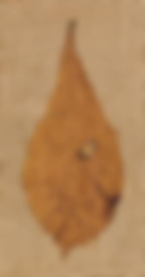 Water Drop (preview)