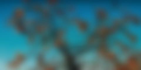 Persimmons (preview)