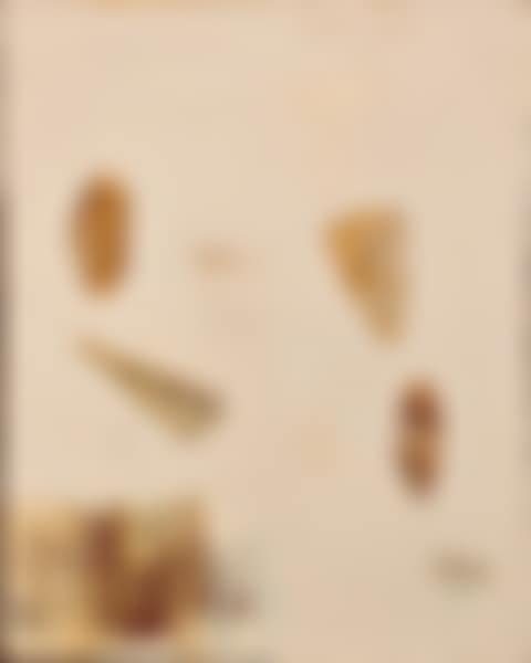 Corallo corallo (preview)