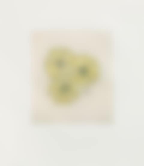 Flower with Bee (the complete portfolio of 6) (preview)