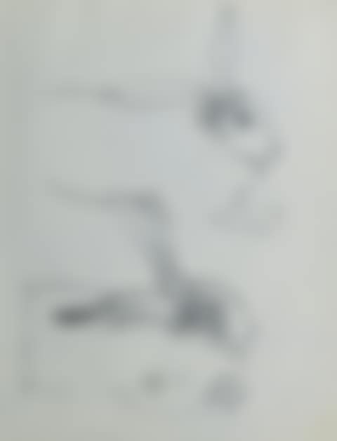 Rabbits  (preview)