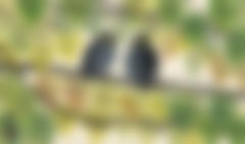 RESTING ON THE BRANCH (preview)