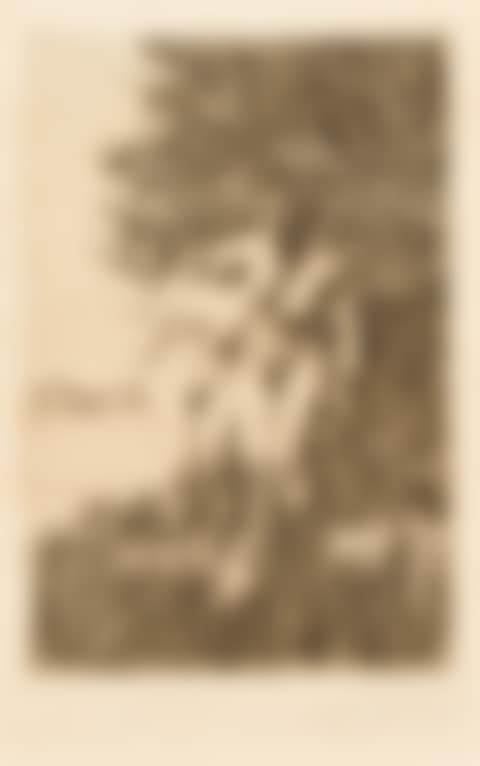 Alder (preview)