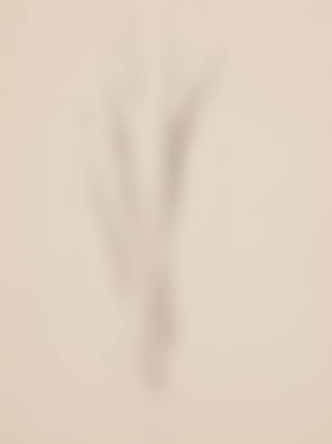 Plant Form-Aloe (preview)