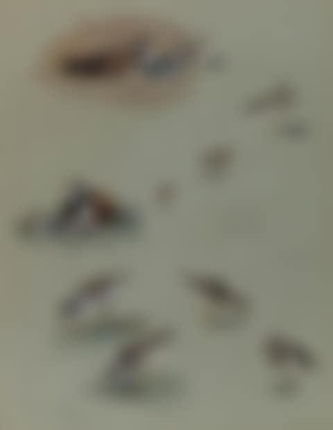 Study of sandpipiers, coursers and other birds (preview)