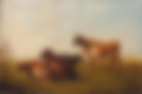Cows in meadow (preview)