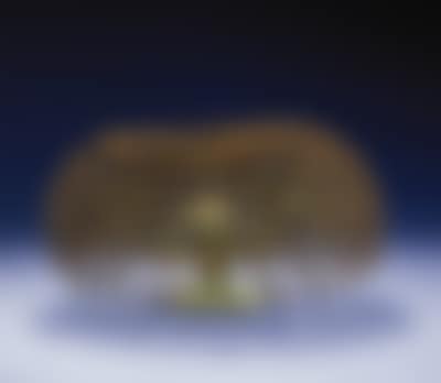 Bush (preview)
