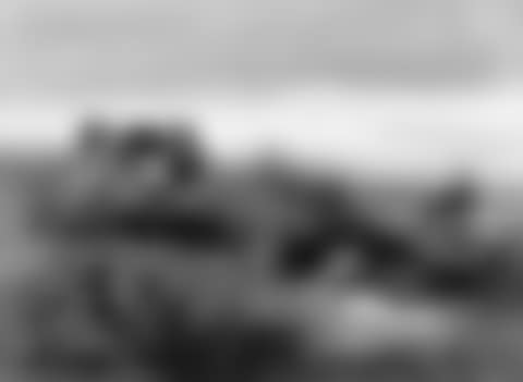 Quail (preview)