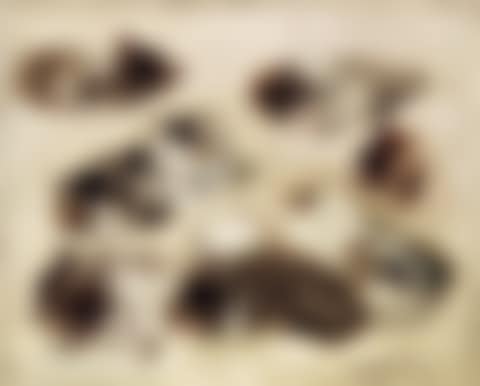 Study of kittens (preview)