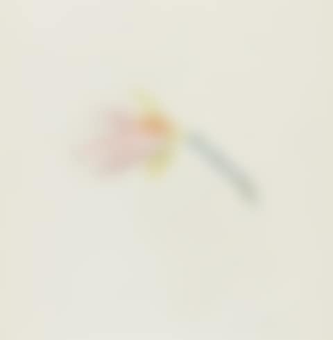 Pink Magnolia Blossom (preview)