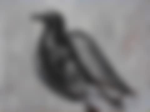 Gull (preview)