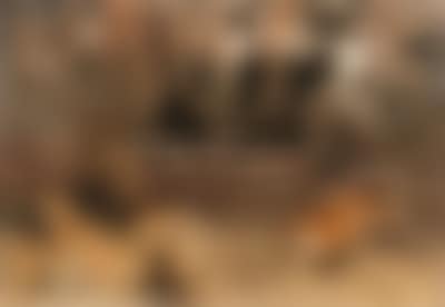 Red fox in landscape (preview)