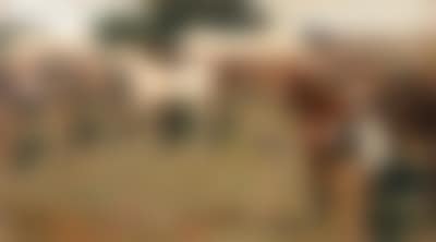 The Lavenham Horse Fair (preview)