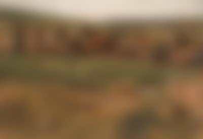 Exmoor ponies, study no.3 (preview)