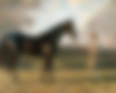 Lady Torrington's racehorse Rich Gift (preview)