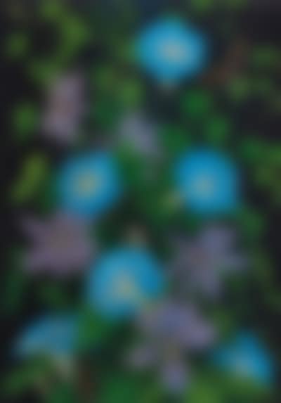 Morning glory with butterflies and bird (preview)