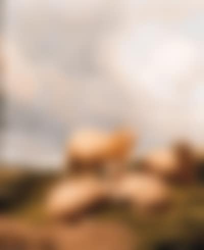 Sheep resting in meadow (preview)