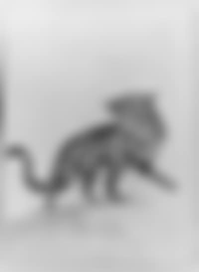 Civet, looking backwards (preview)