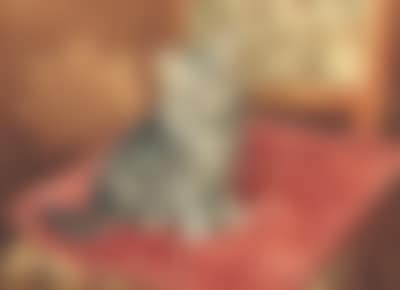 Startled by an intruder (preview)