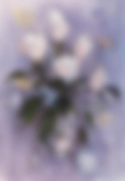 Dundee magnolia (preview)