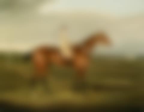 Mr. Poole's Tawny with jockey up (preview)