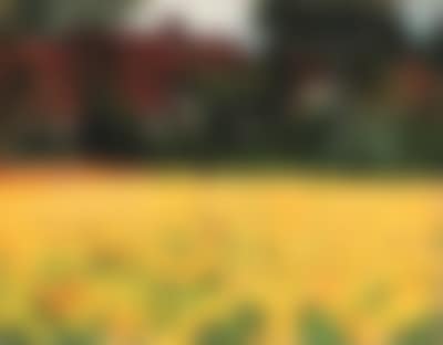 Yellow nasturtiums (preview)