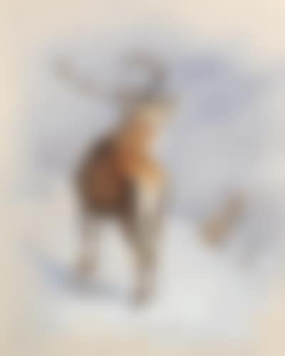 Red deer, royal roaring (preview)