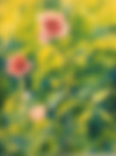 Roses (preview)