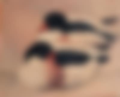 Two ducks (preview)