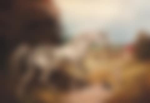 Grey with two dogs in landscape (preview)