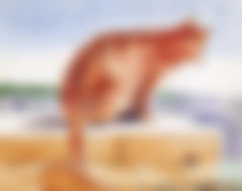 Cat, Bundeena (preview)
