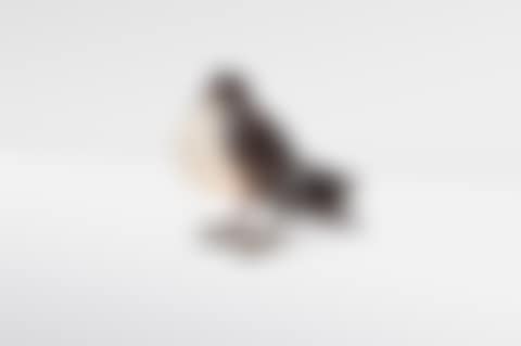LAMPE 'PIGEON' (preview)