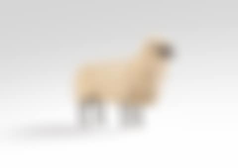 Mouton de Laine (preview)