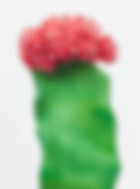 Cactus (preview)