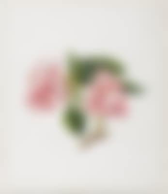 Rhododendronzweig (preview)