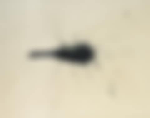 Brush (preview)