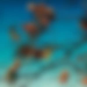 Persimmons (preview)