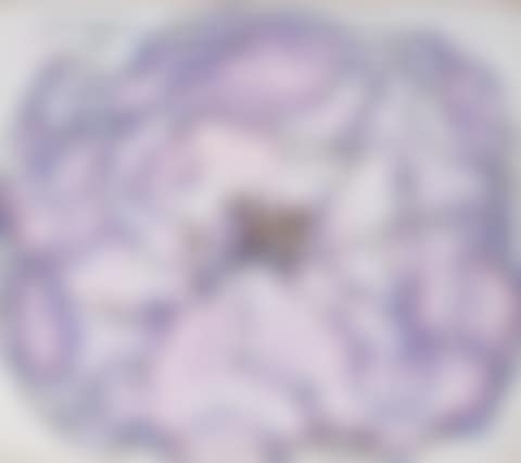 Untitled (Flower) (preview)