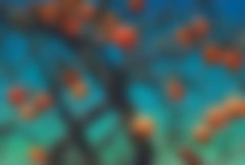 Persimmon (preview)