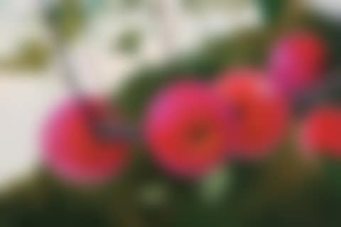 Natural Topia (preview)