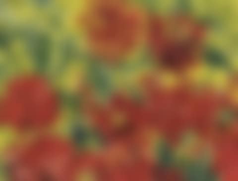 Dahlias (preview)