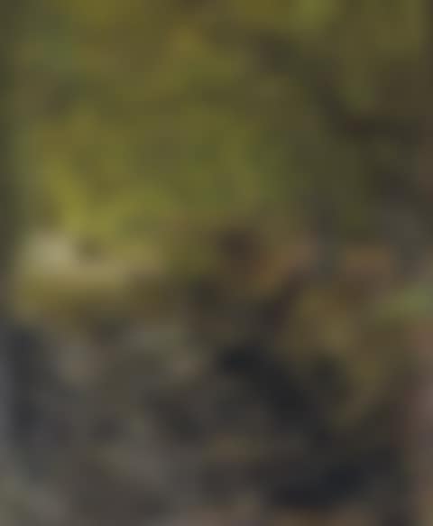 Forest creek (preview)