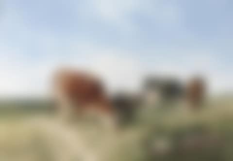 Cattle on a summer's day (preview)