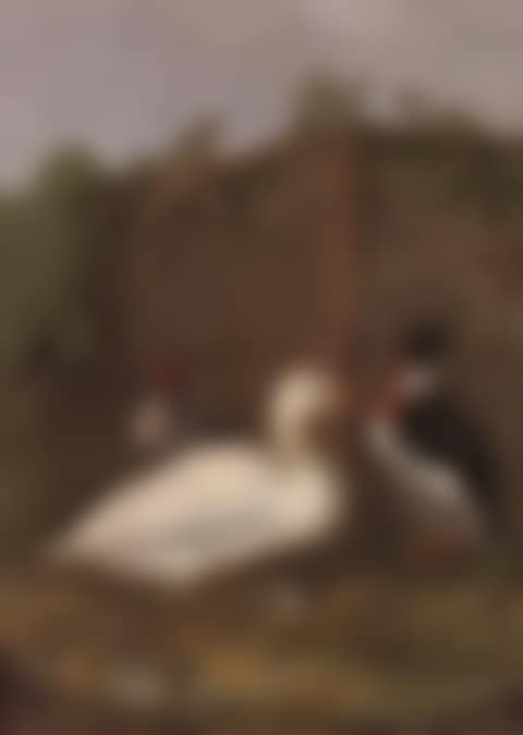 Duck, mallard and ducklings and other birds in a clearing (preview)