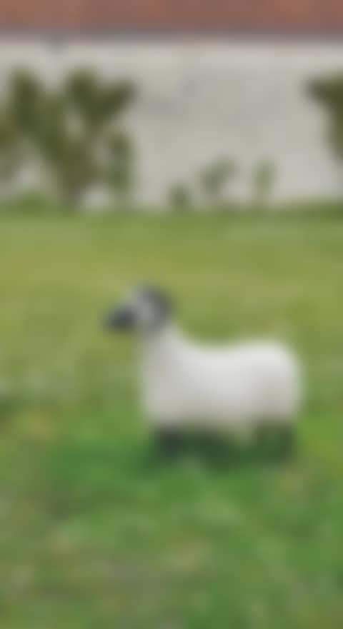 'BÉLIER', SÉRIE 'LES NOUVEAUX MOUTONS', LE MODÈLE CRÉÉ EN 1994, CELUI-CI RÉALISÉ EN 2006 (preview)