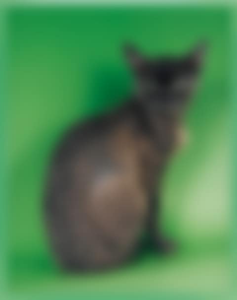 DEVON REX (preview)